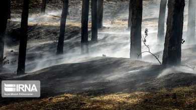 تصویر آتش زیرخاکستر در کمین جنگل‌های هیرکانی